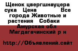 Щенок цвергшнауцера сука › Цена ­ 25 000 - Все города Животные и растения » Собаки   . Амурская обл.,Магдагачинский р-н